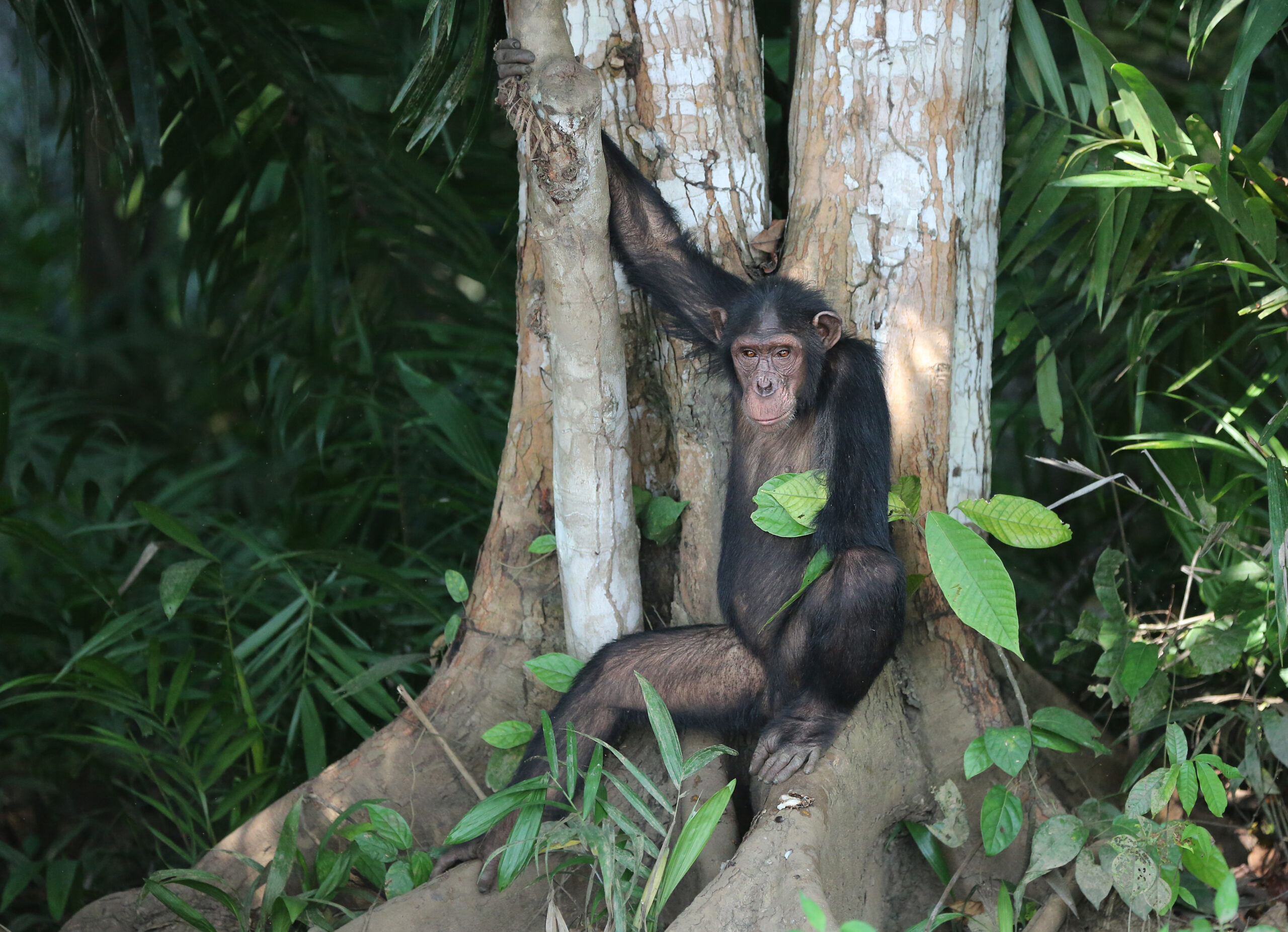 Study on Chimpanzee Heart Health Demonstrates the Benefits of Sanctuaries