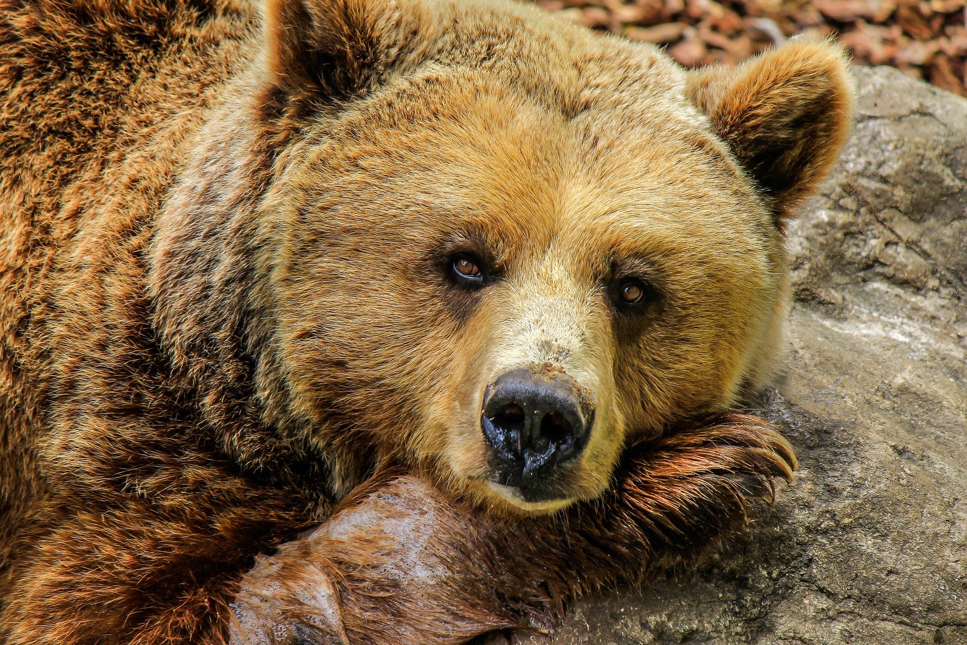 JGI Advocacy and What You Can Do to Protect Endangered Species