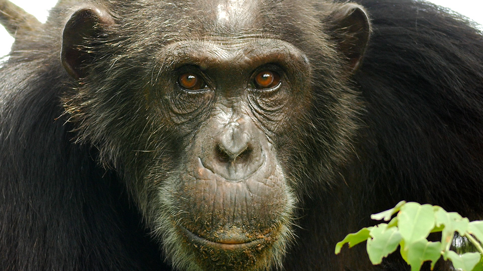 Zoonotic Disease, One Health, and JGI: Everything is Connected