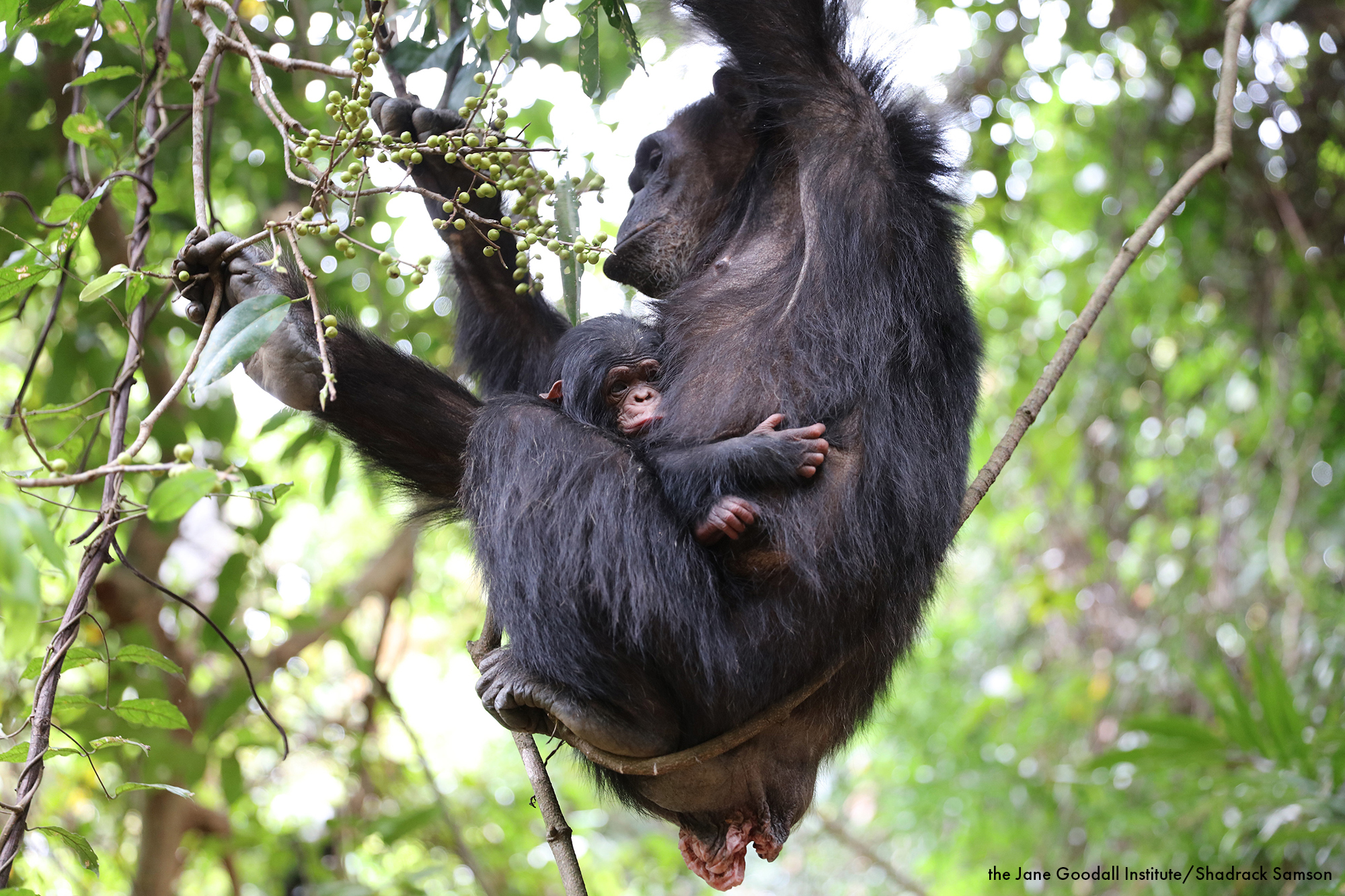 Every Individual Can Make a Difference for World Wildlife