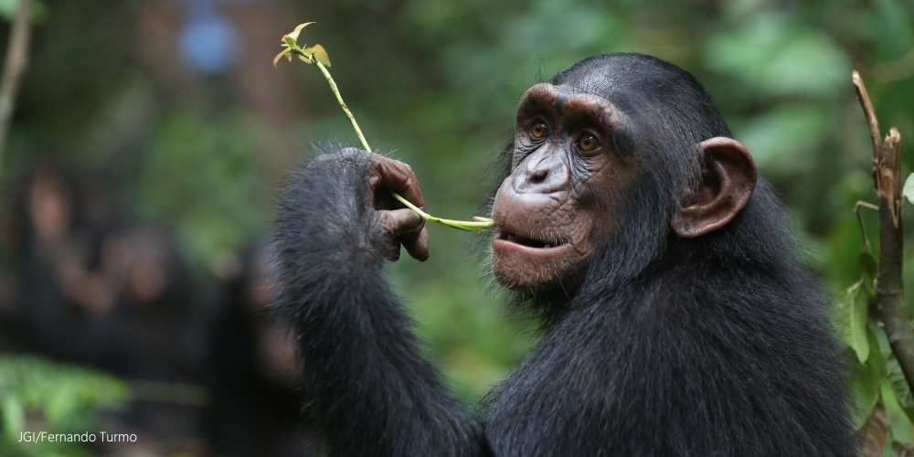 Tchimpounga’s Chimpanzee Welfare Index: Future of Improved Captive Welfare
