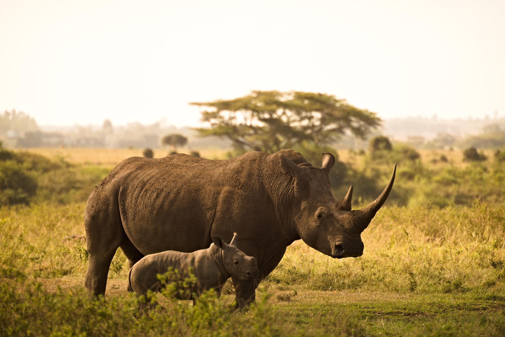 Inspiring Youth Project of the Month: Running for Rhinos