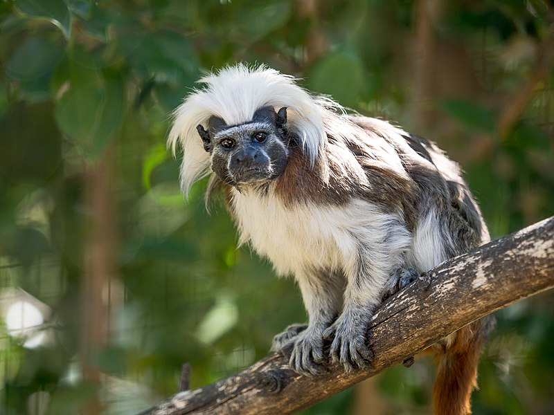 Conservation of Colombia’s Cotton-top Tamarin is a Community Effort! 