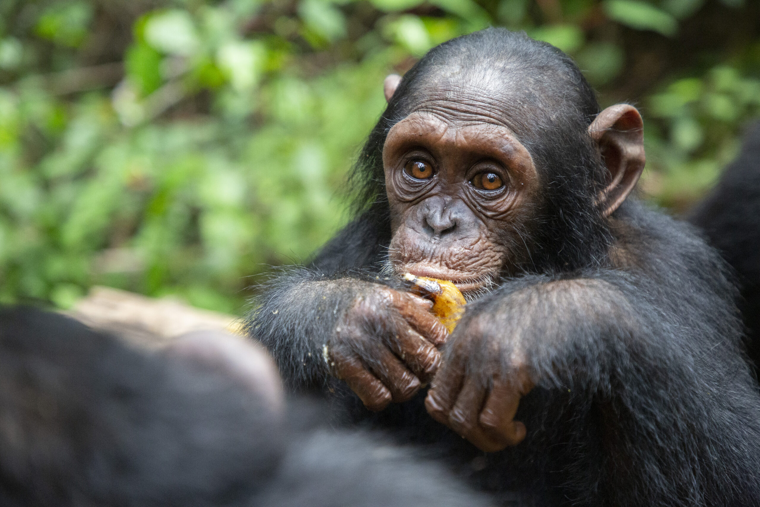 2021 Chimpanzee Updates from Tchimpounga  