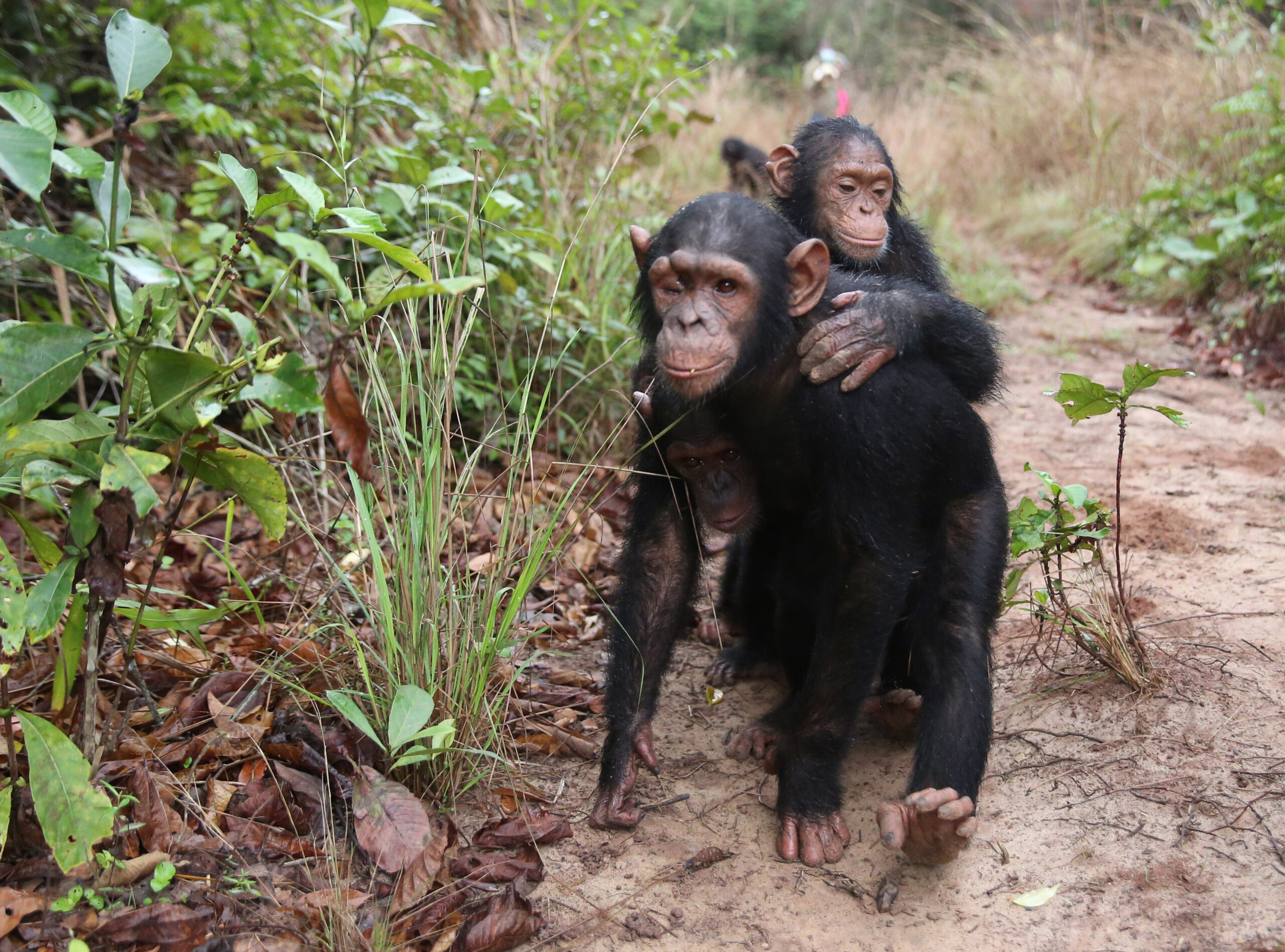 Second Chances in 2022: Stories from Tchimpounga’s Chimpanzees 
