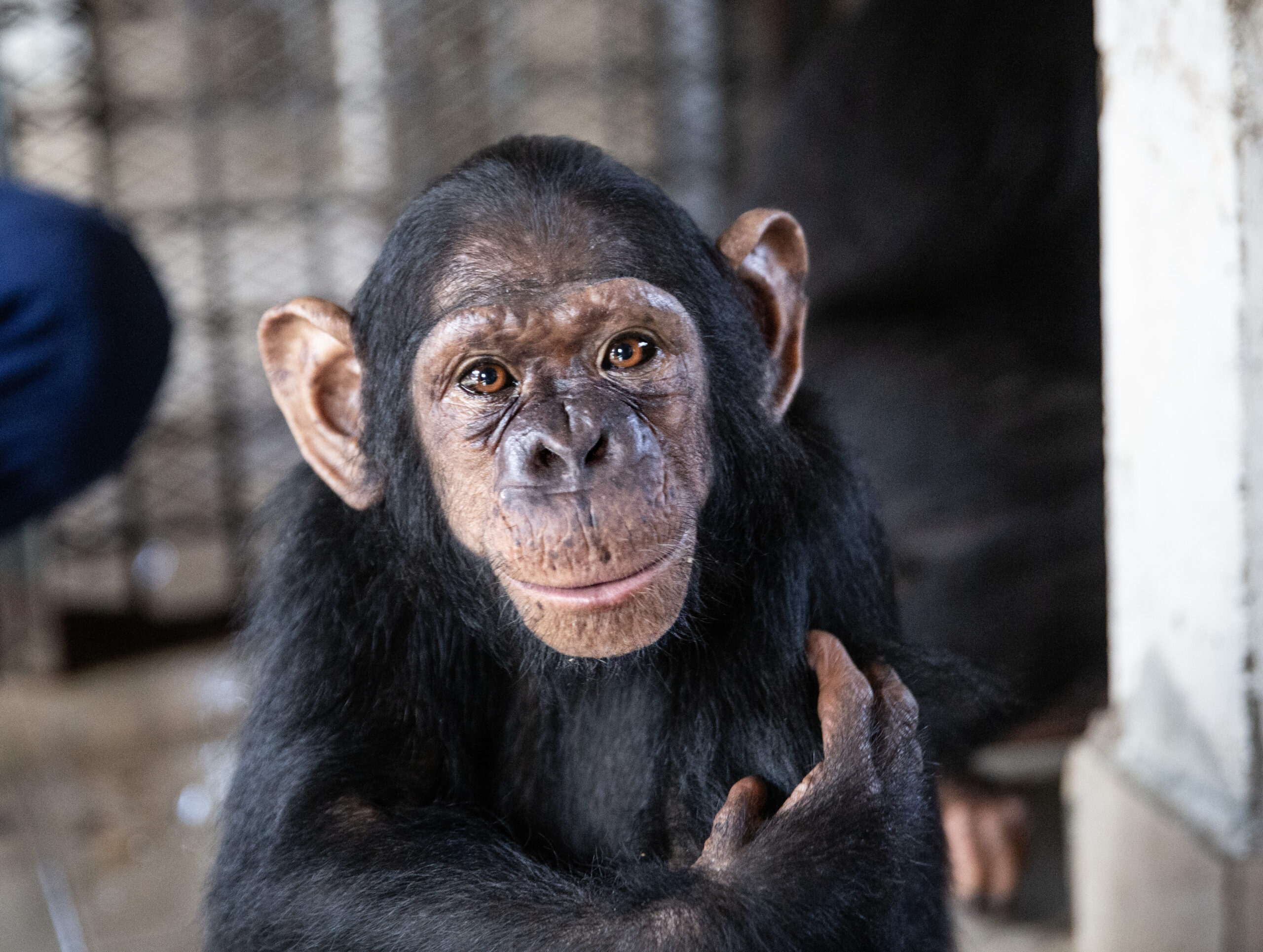 Get to Know Tchimpoungas Newest Chimpanzees  