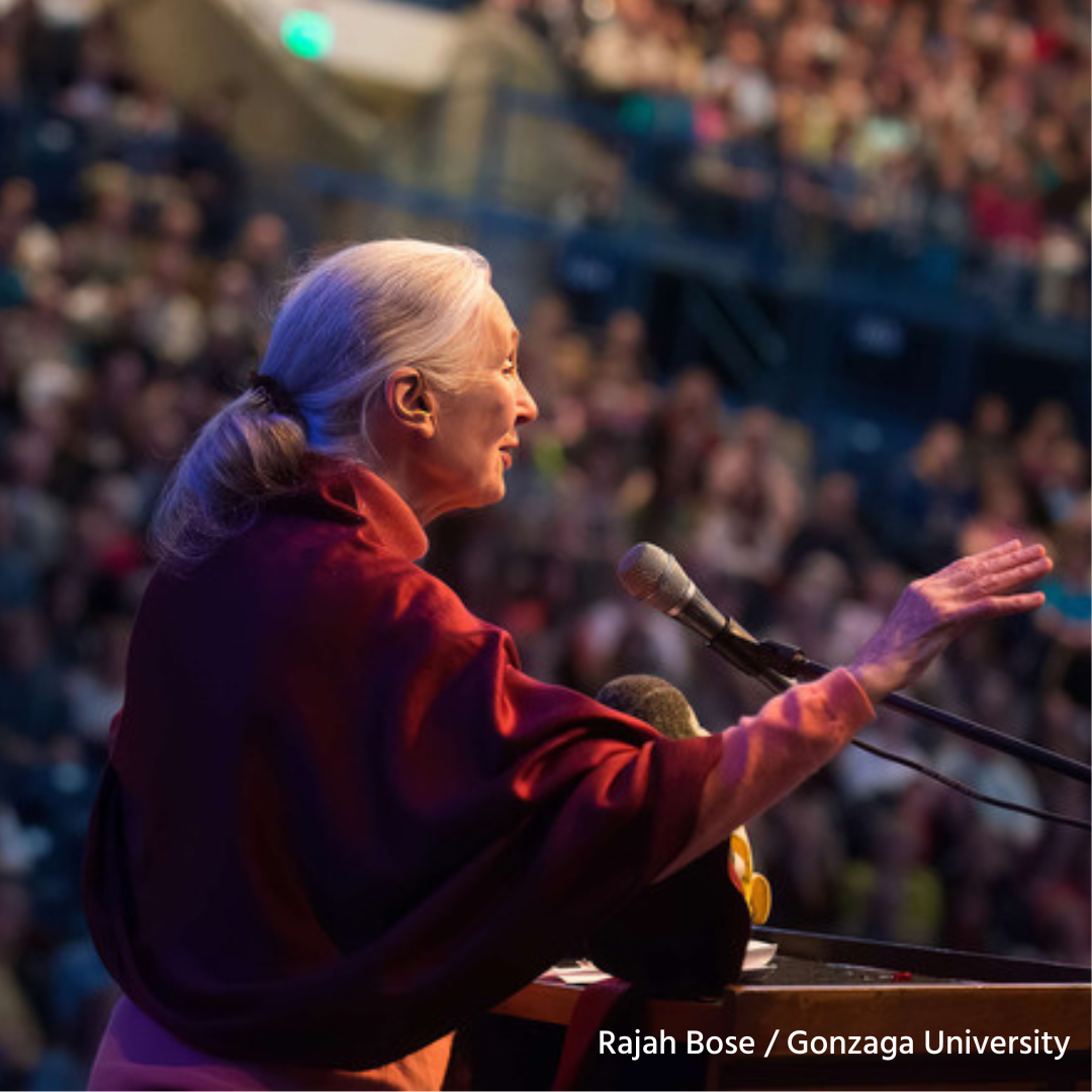 Photo of an elderly, feminine person with pale skin and white hair pulled into a ponytail (Dr. Jane Goodall) speaking at a podium to a large theatre of people. Photo credit: Rajah Bose / Gonzaga University.