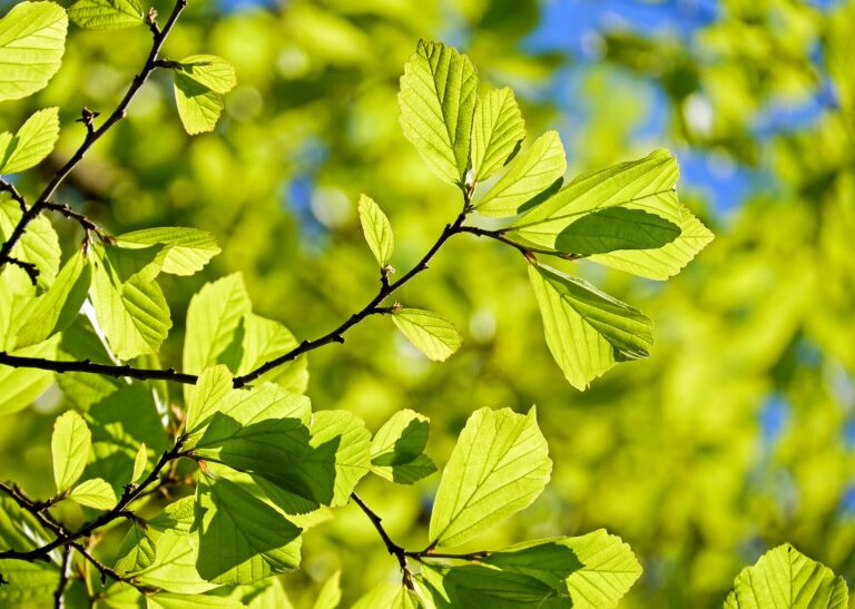 Close-up photo of a lush branch on a bush or tree, bathed in sunlight.