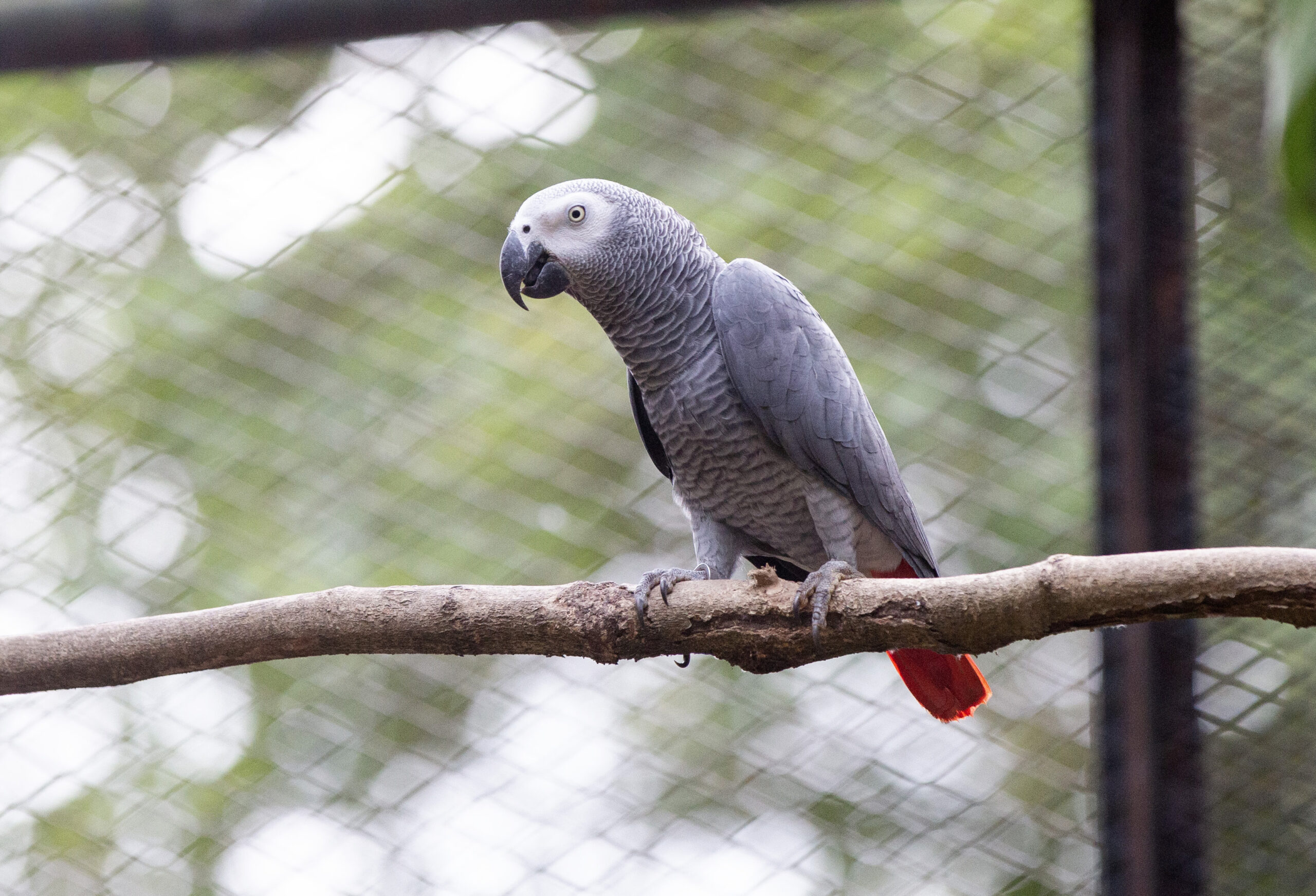 Restoring Hope for African Grey Parrots: A Celebration of World Rewilding Day