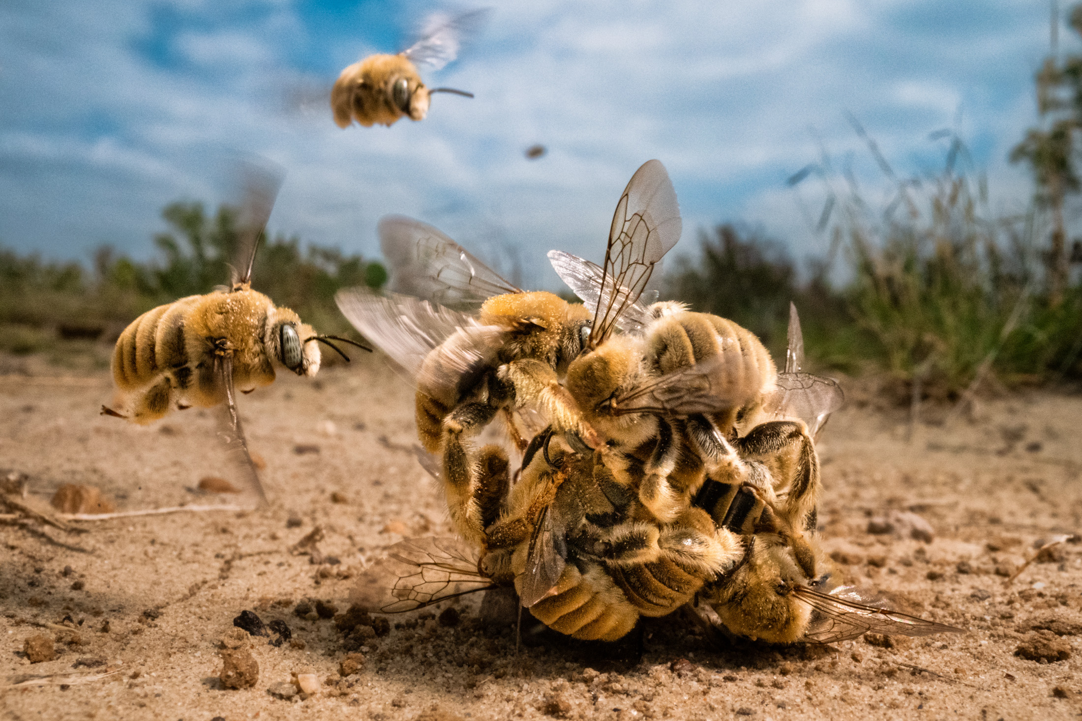 A photo of a ball of bees piled on top of one  another on the ground. Other bees float nearby.
