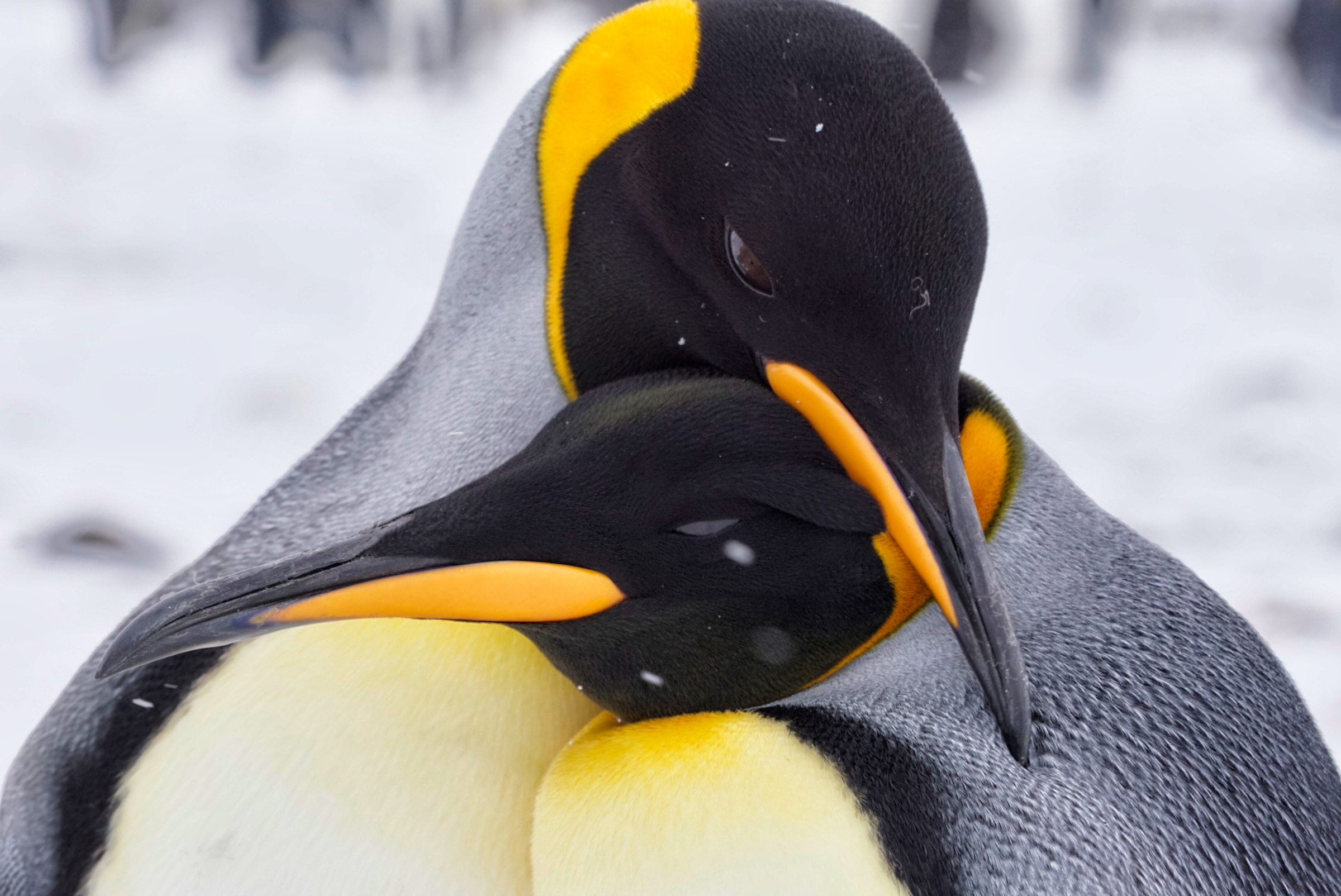 A photo of two penguins cuddling in front of a snowy expanse.