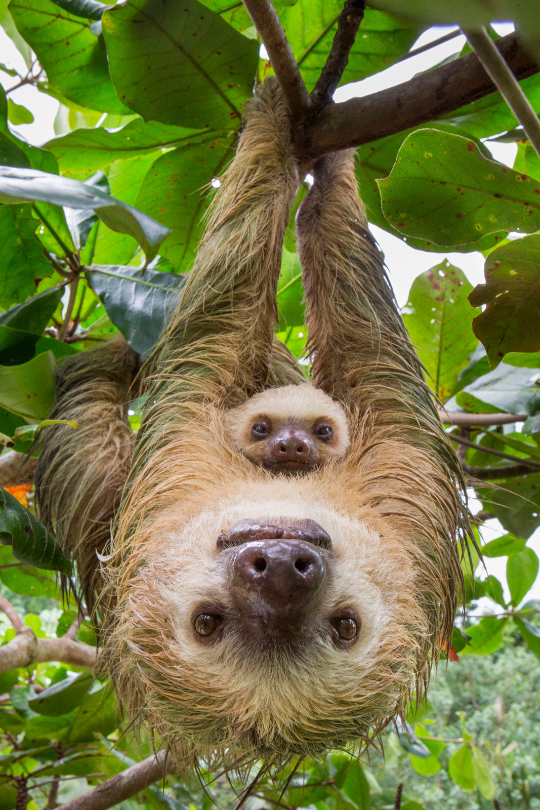 A photo of a sloth hanging from a branch and looking into the camera, with a baby on their stomach also looking into the camera.