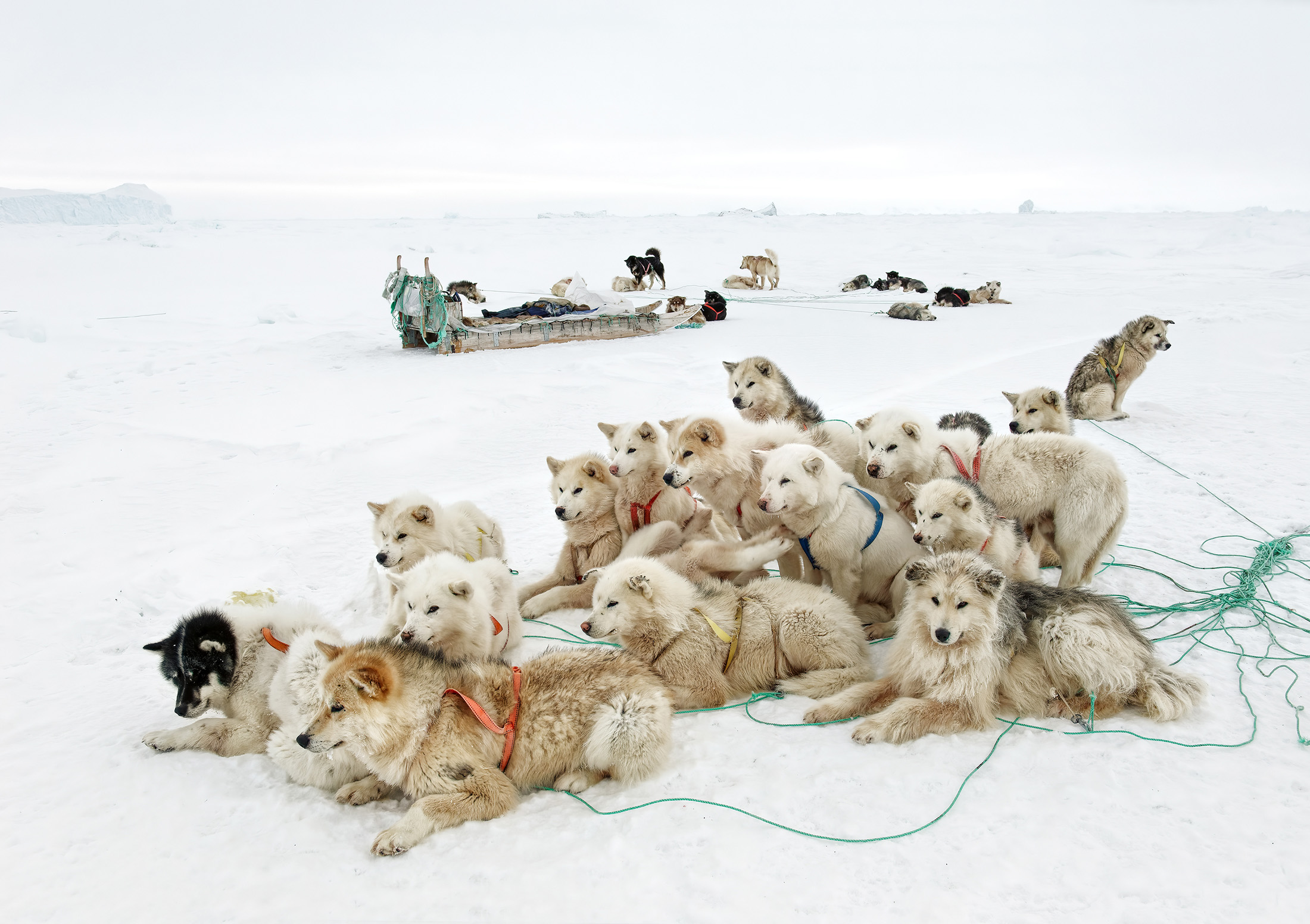 A photo of a team of sled dogs sitting in the snow.