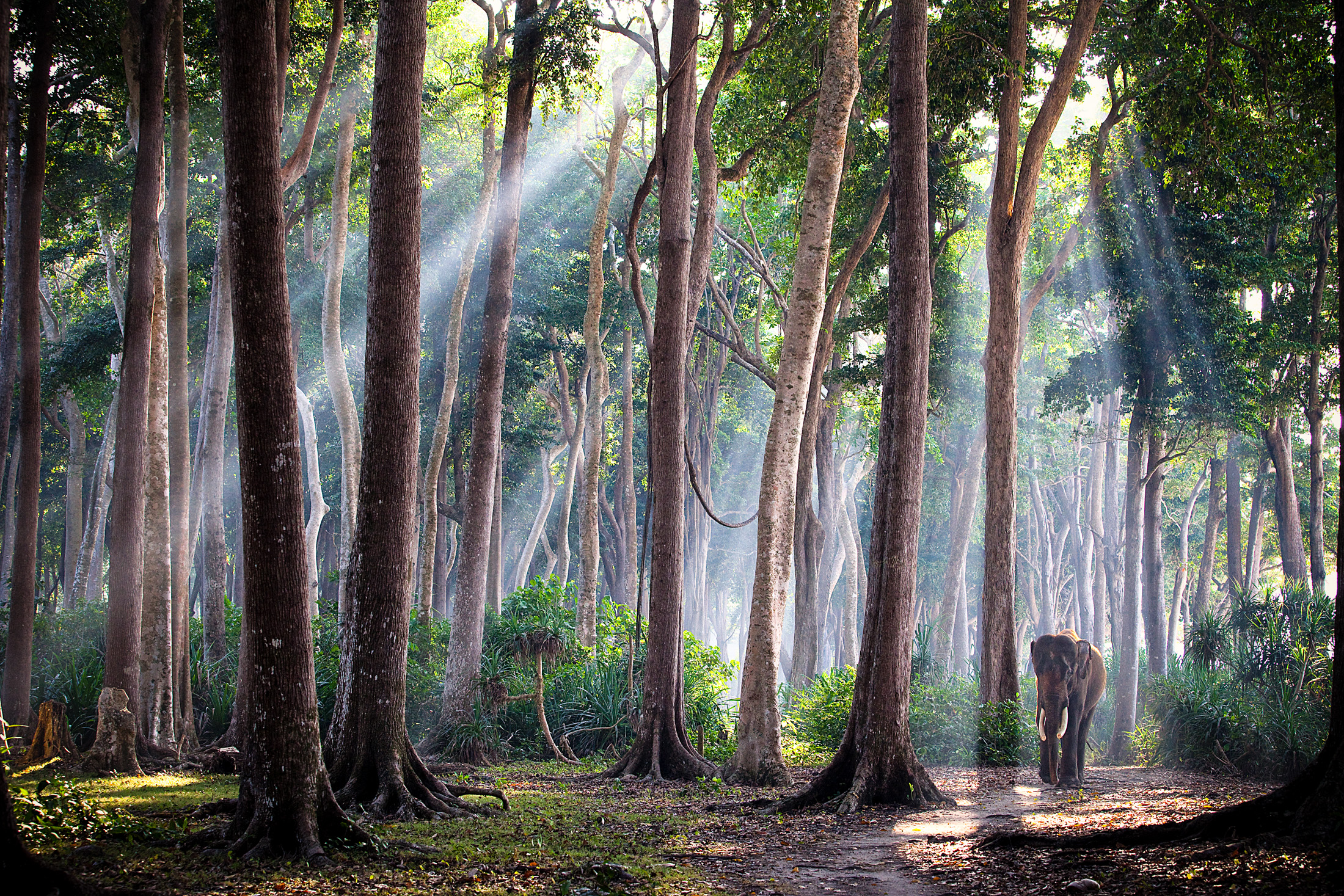 A photo of a single elephant walking between a forest of tall trees.