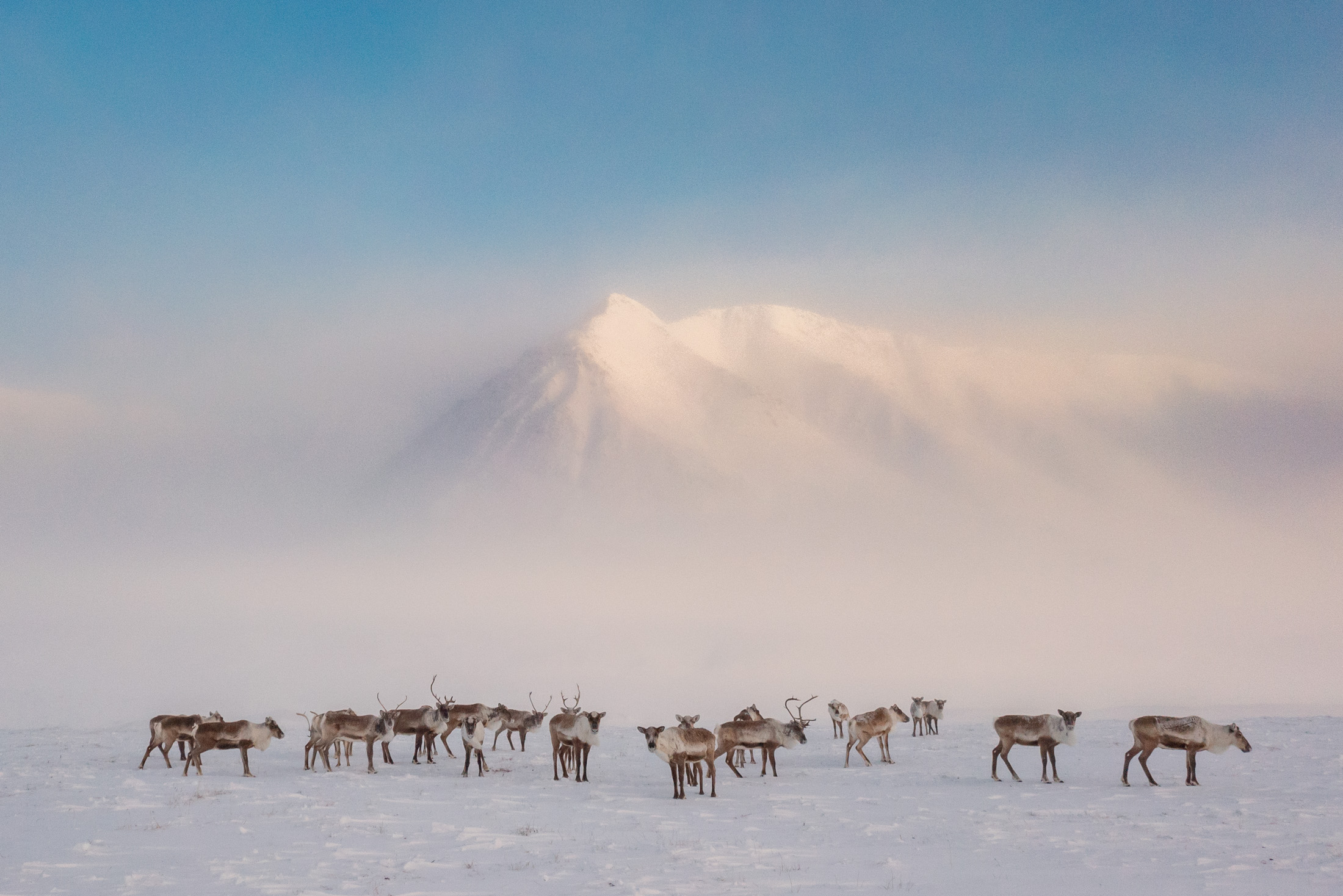 A photo of a large group of caribou standing in an open and snow-covered field, with a great, snowy-covered mountain in the background.