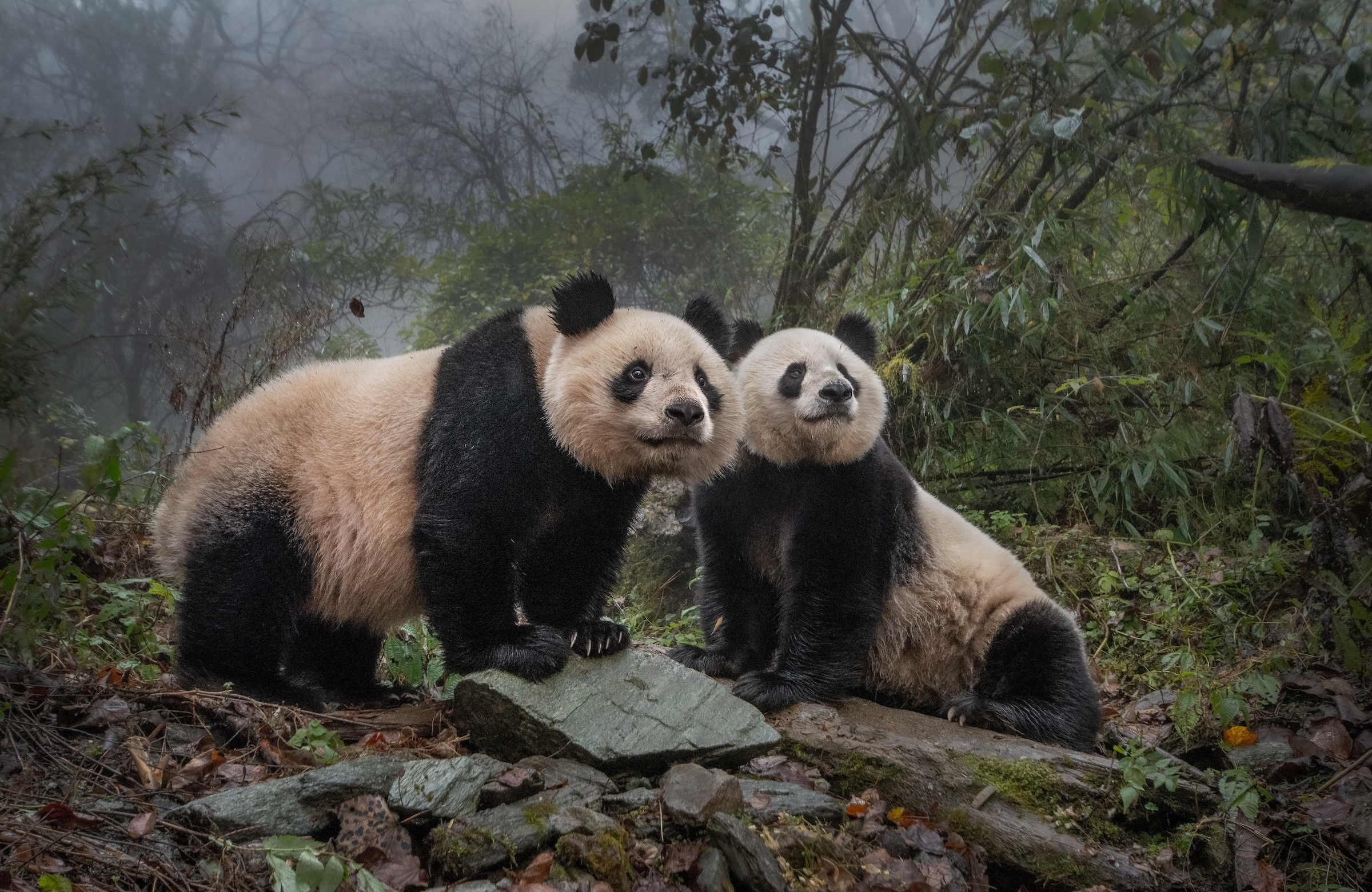 A photo of two great pandas standing on rocky ground, surrounded by misty forest.