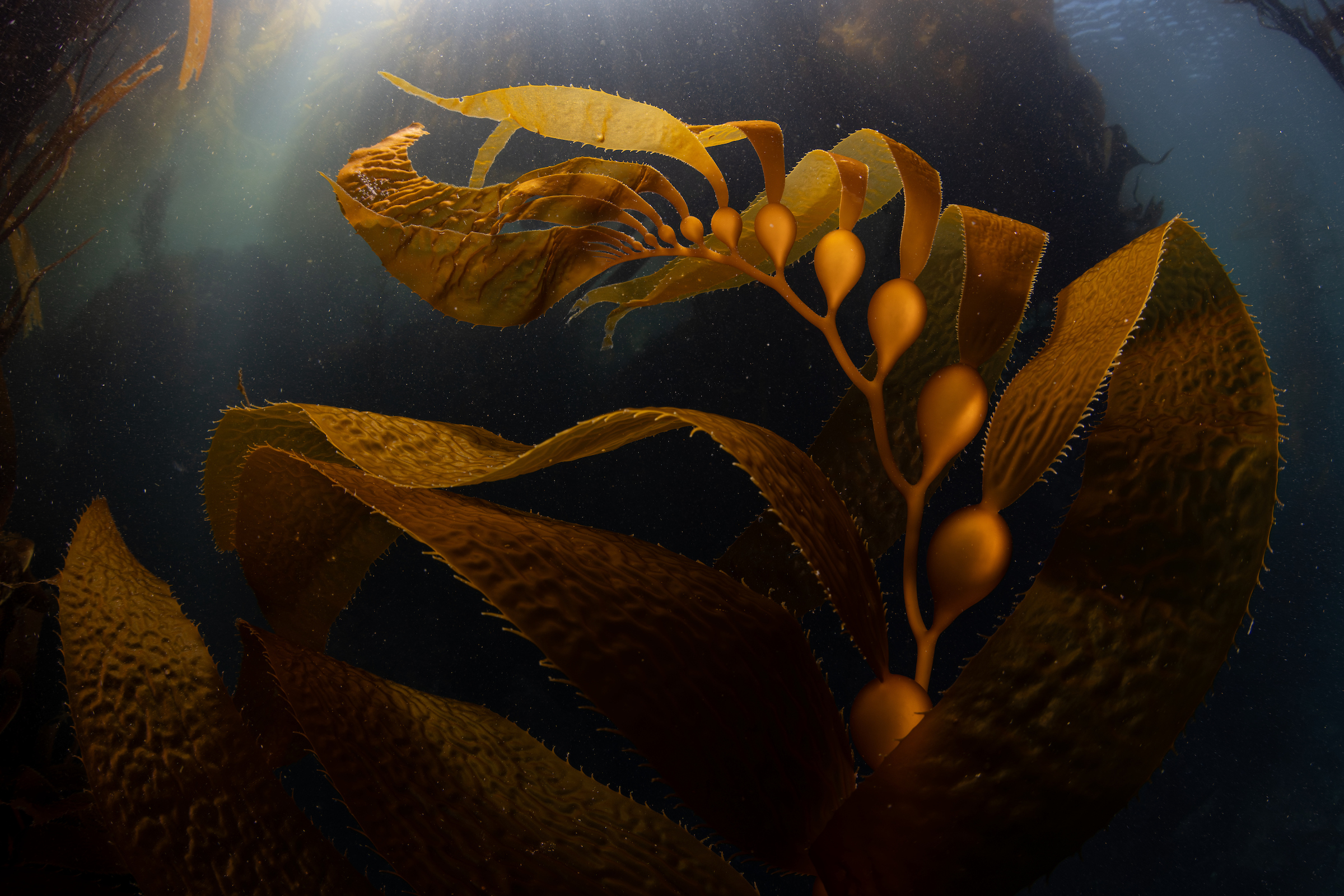 A photo of a strand of golden kelp reaching upwards towards the light coming down from the surface of the water.
