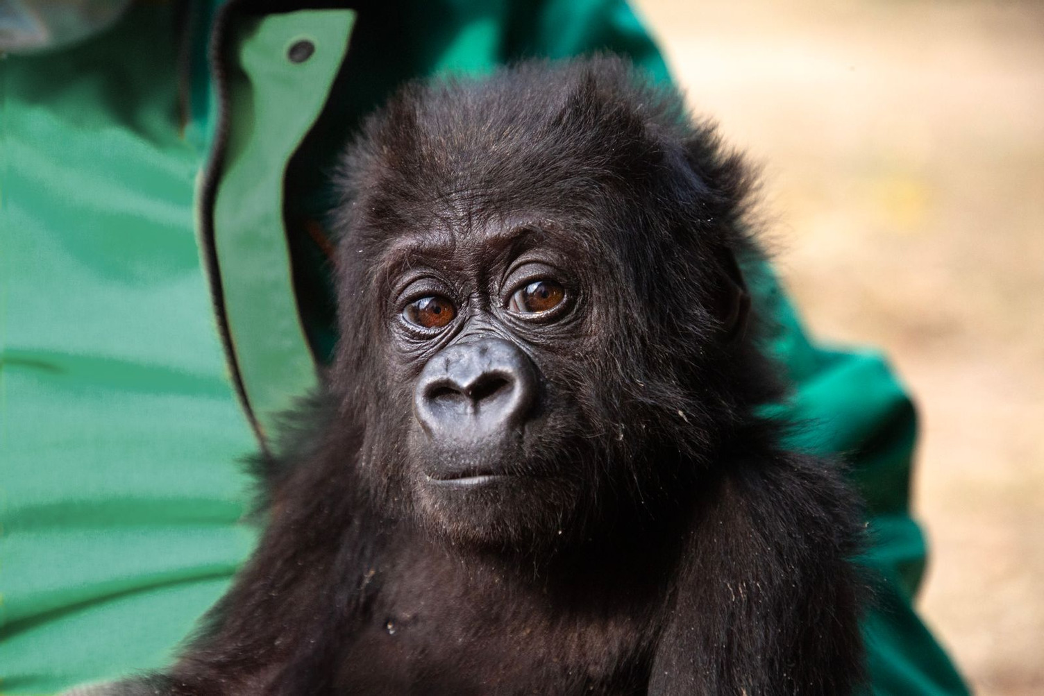Meet Mozambique the Baby Gorilla, the Newest Member of JGI’s Tchimpounga Sanctuary!