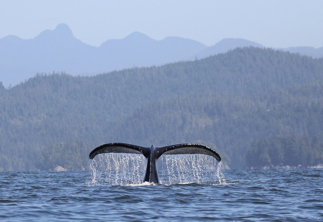 Dr. Jane Goodall’s Statement in Support of Captain Paul Watson