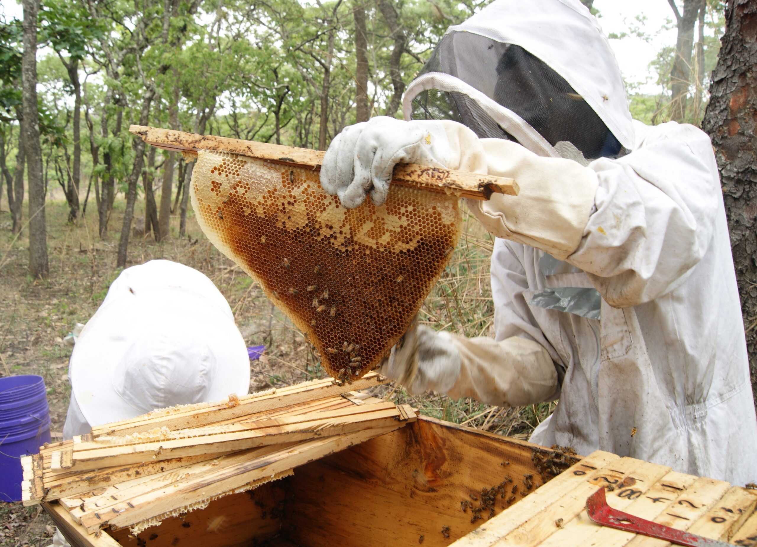 Introducing Sustainable Honey with Burlap & Barrel: Sweet Solutions for Conservation