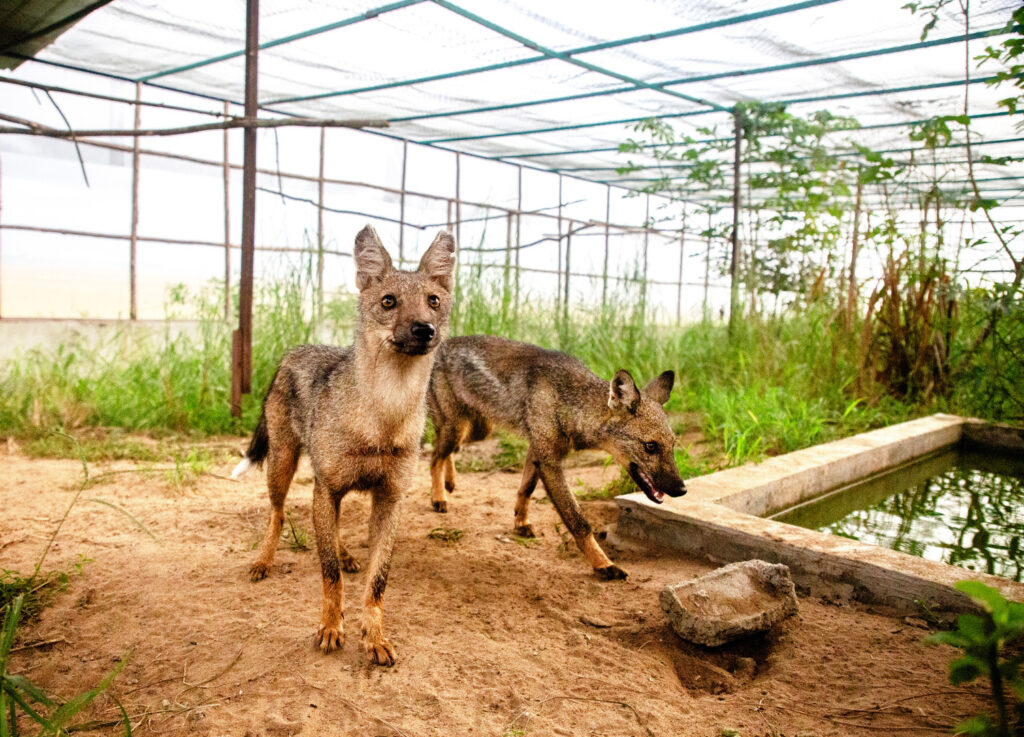 A photo of two side-striped jackals exploring their outdoor enclosure.