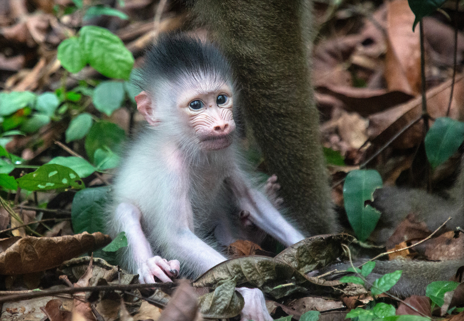The Jane Goodall Institute’s Impact: Care for the Tapestry of Life 