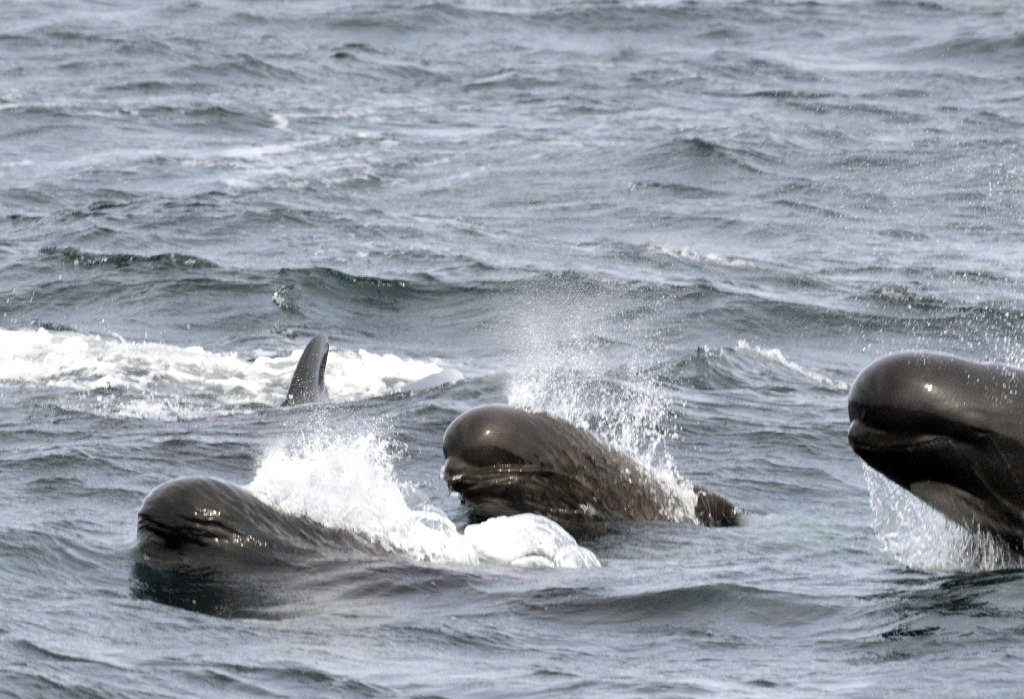 An open letter from Dr. Jane Goodall & JGI’s Cetacean Committee on whale hunting in the Faroe Islands