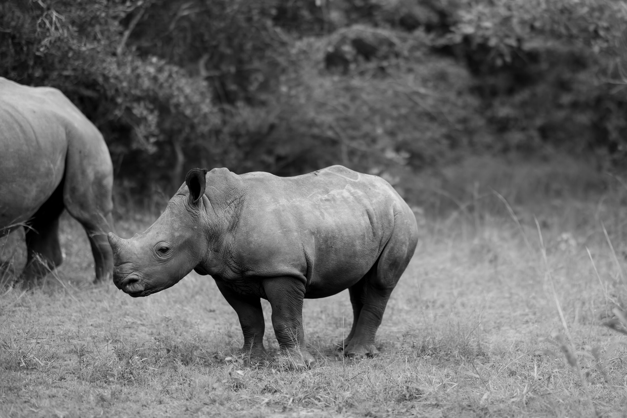 World Rhino Day 2025