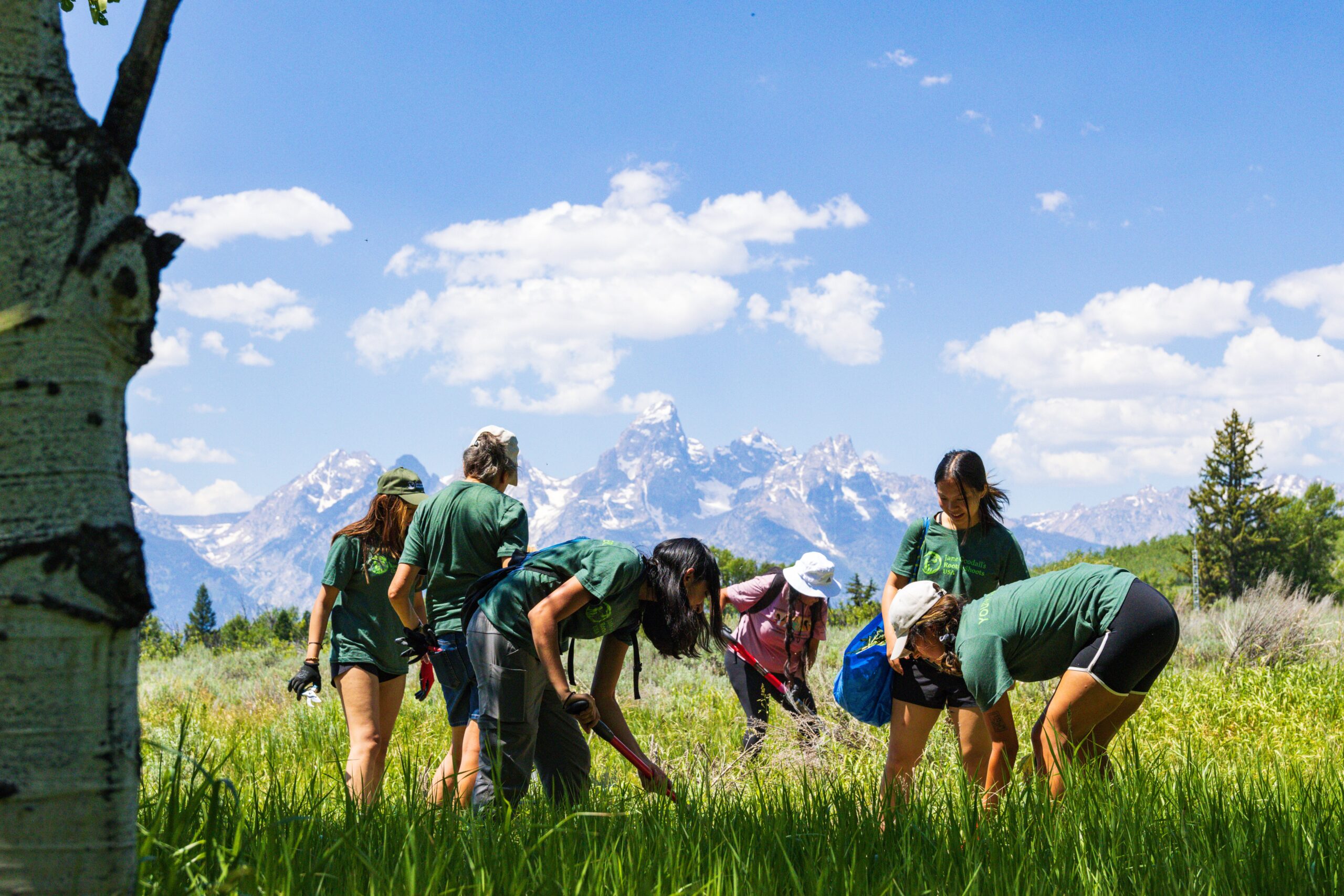 A group of young students pulling invasive plants from the soil in a large green field with the Teton Mountains in the background.