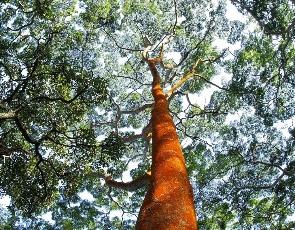 A tall orange tree with a large green canopy stretching over the sky.