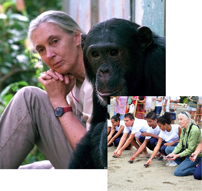 A photo of an elderly, feminine person with light skin and grey hair (Dr. Jane Goodall) sitting next to a chimpanzee overlaid with a photo of Dr. Jane Goodall kneeling on a beach with a large group of teenagers as they release baby turtles.