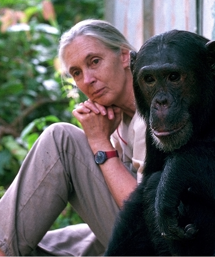 A photo of an elderly, feminine person with light skin and grey hair pulled into a ponytail (Dr. Jane Goodall) sitting next to an adult chimpanzee.