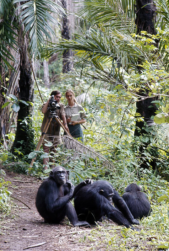 A photo of a young, feminine person with light skin and blond hair in a ponytail (Dr. Jane Goodall) holding a notebook and standing next to a young, masculine person with light skin and short, brown hair as he films a group of four chimpanzees out in the forest.
