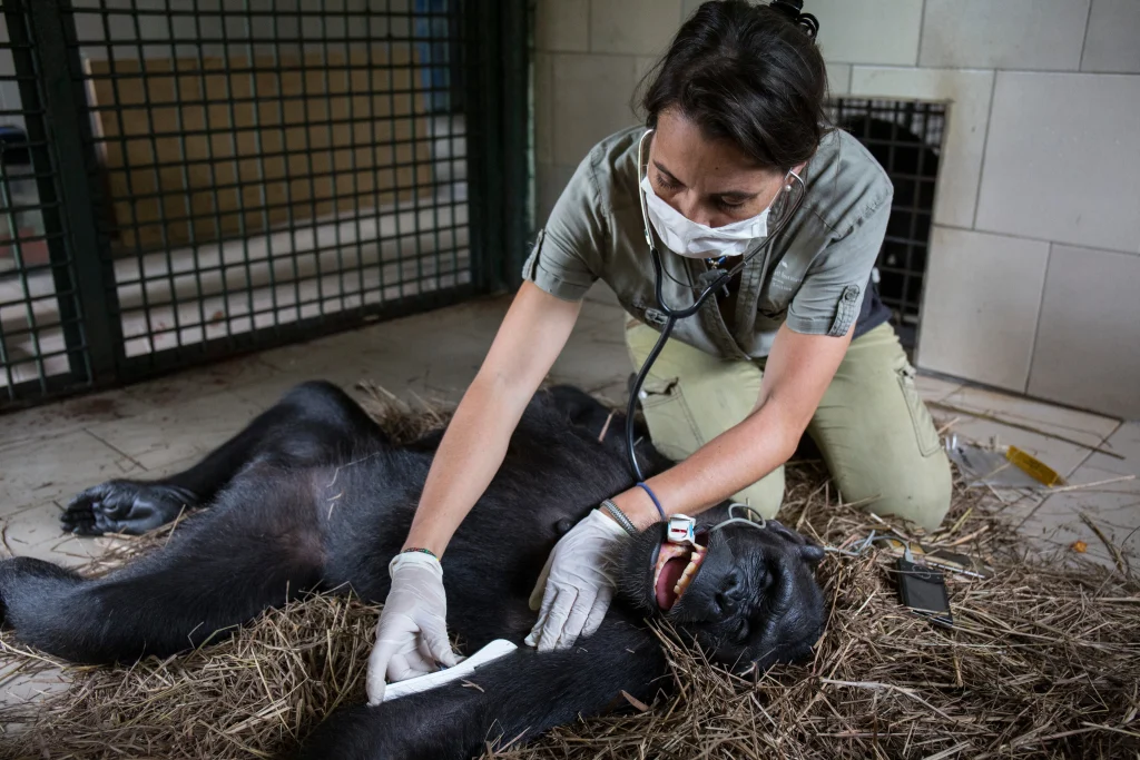 A feminine veterinarian with dark hair (Rebeca Atencia) wearing grey scrubs and a mask leans over a sedated chimpanzee while preforming a medical check.