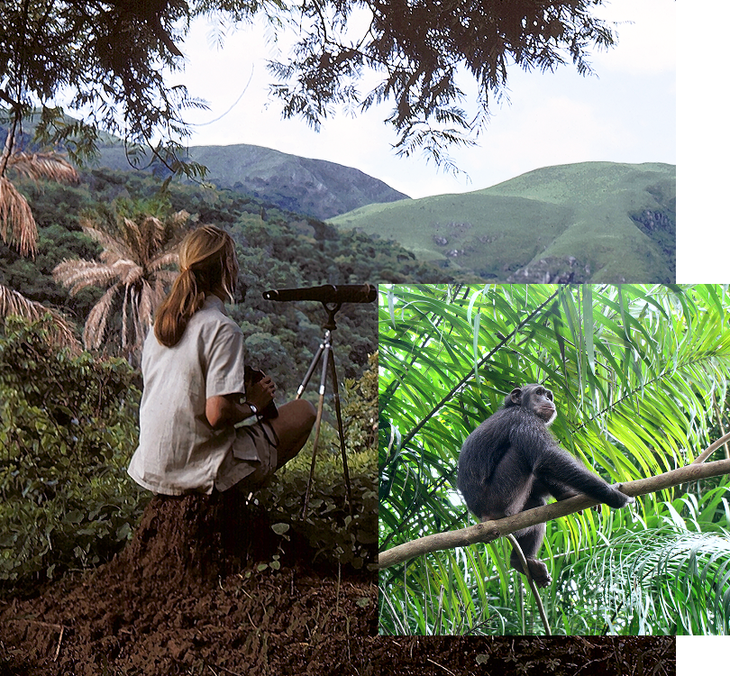 A chimpanzee sitting on a branch in the canopy overlaid on a woman with a blonde ponytail (Jane Goodall) looking through a telescope over Gombe National Park.