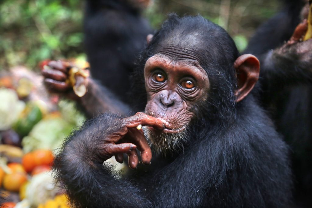 A young chimpanzee in a sanctuary setting holds her finger to her lips while eating a piece of fruit.
