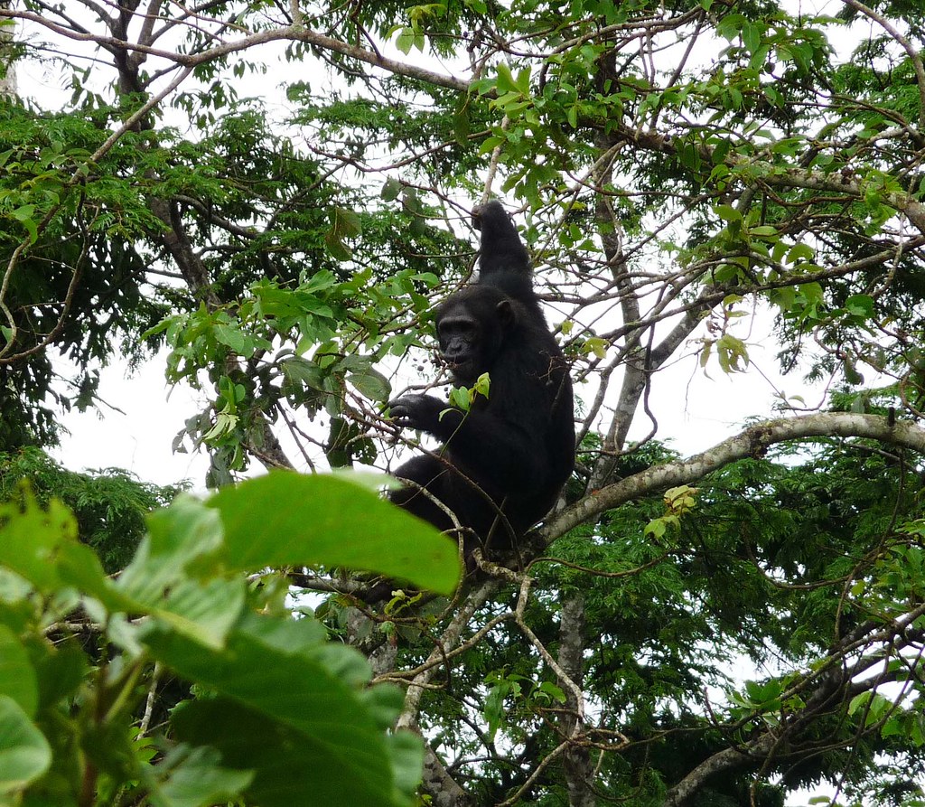 Image result for chimpanzees uganda jane goodall institute