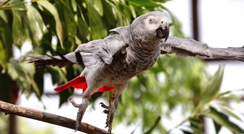 A photo of an African grey parrot taking flight from a tree branch.