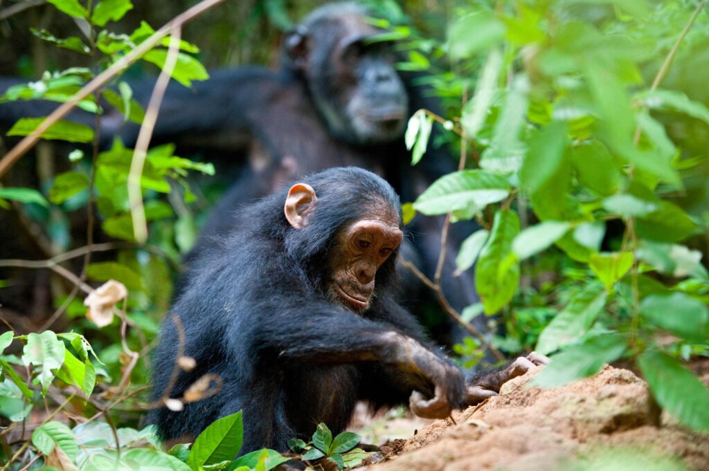 A photo of a baby chimpanzee fishing for termites outside while an adult chimpanzee sits behind them.