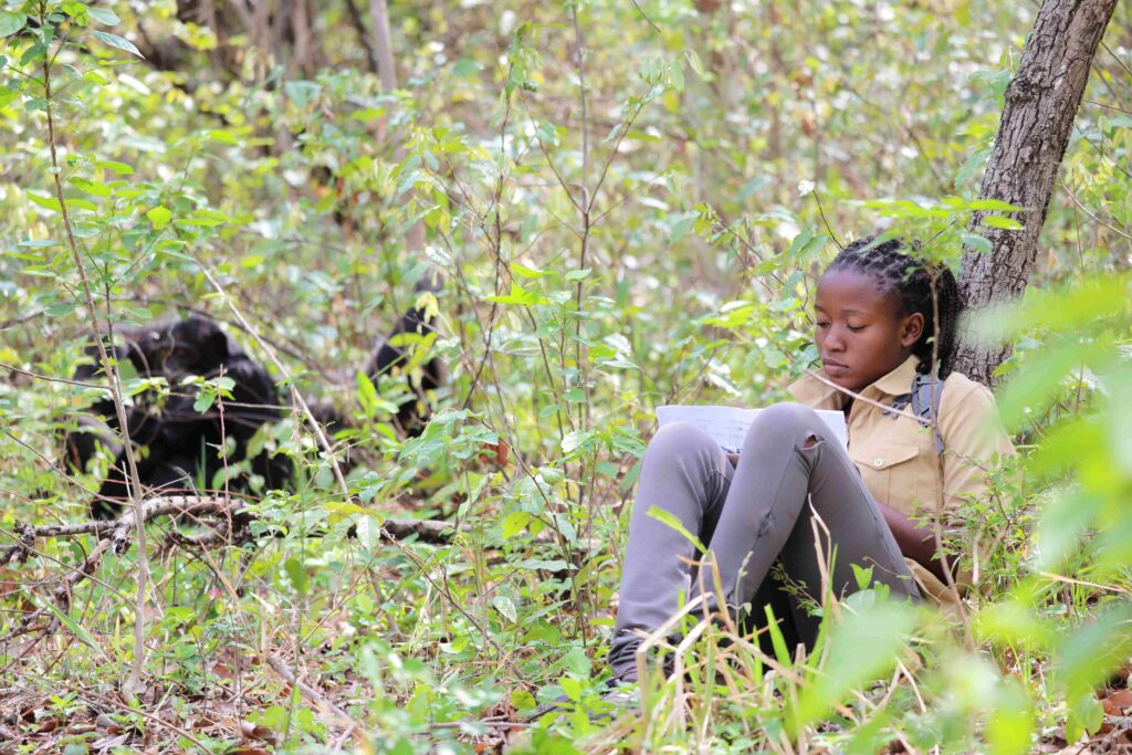 A photo of a young, feminine person with medium brown skin and black hair in braids sitting down in the forest near to an adult chimpanzee.
