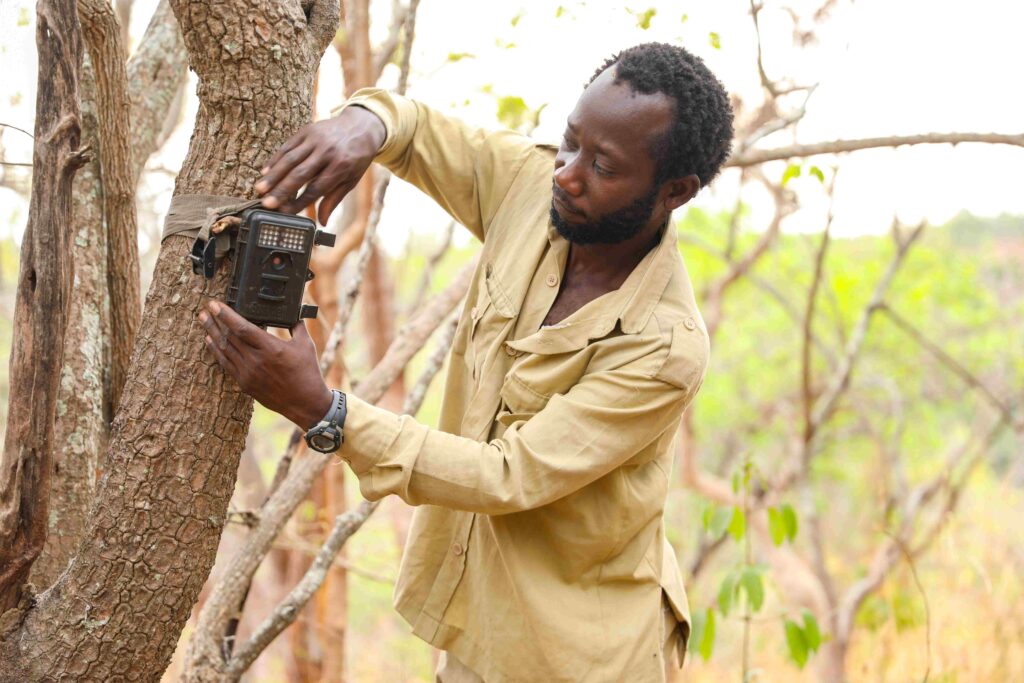 A photo of a young, masculine person with dark skin and short, curly, black hair standing outside and setting up a camera trap in a tree.