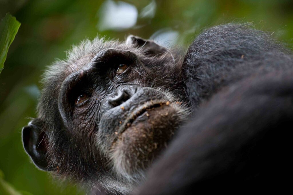 A photo of an adult chimpanzee sitting outside and looking up.