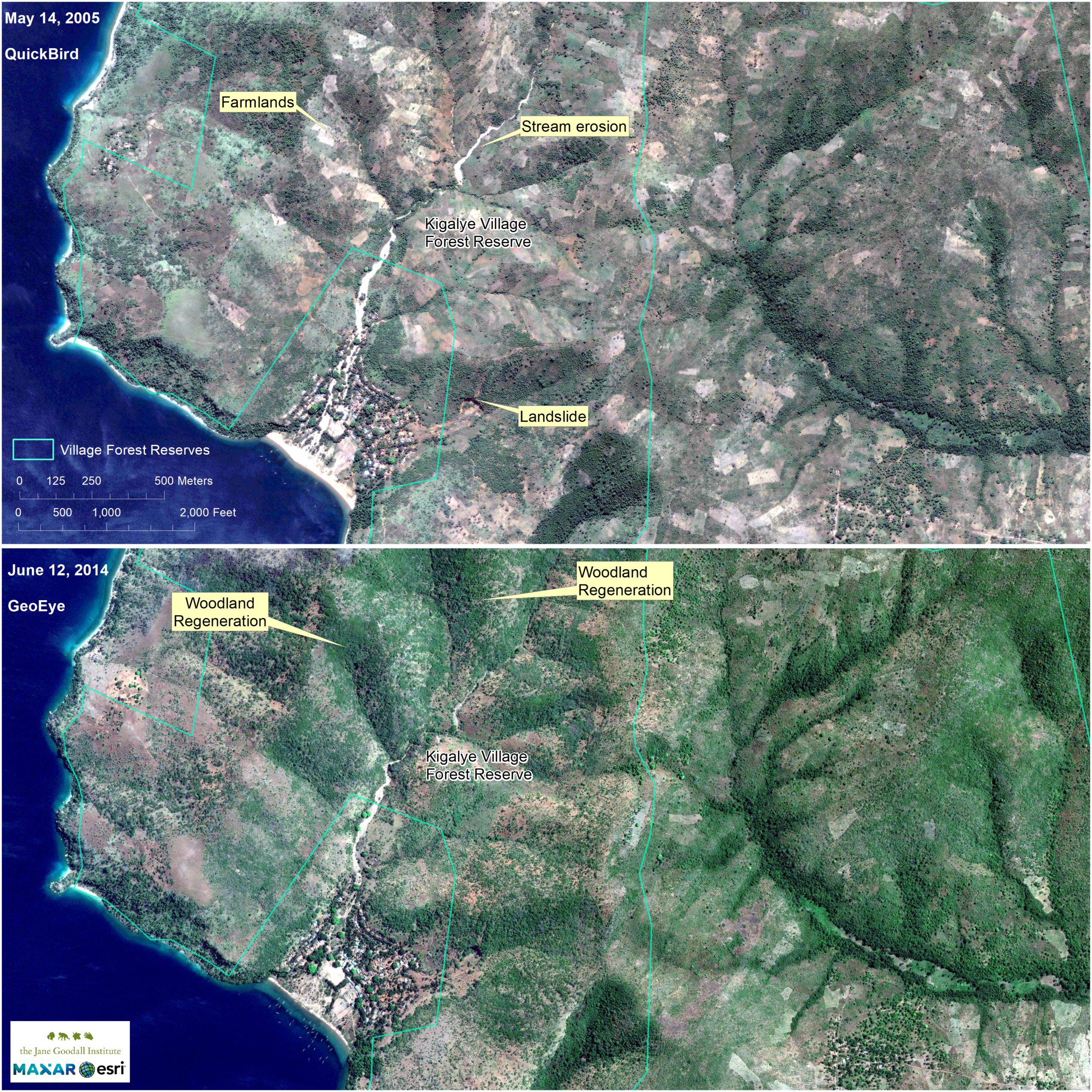 Two maps of Kigalye Park showing the regeneration of forest between 2005 and 2014.