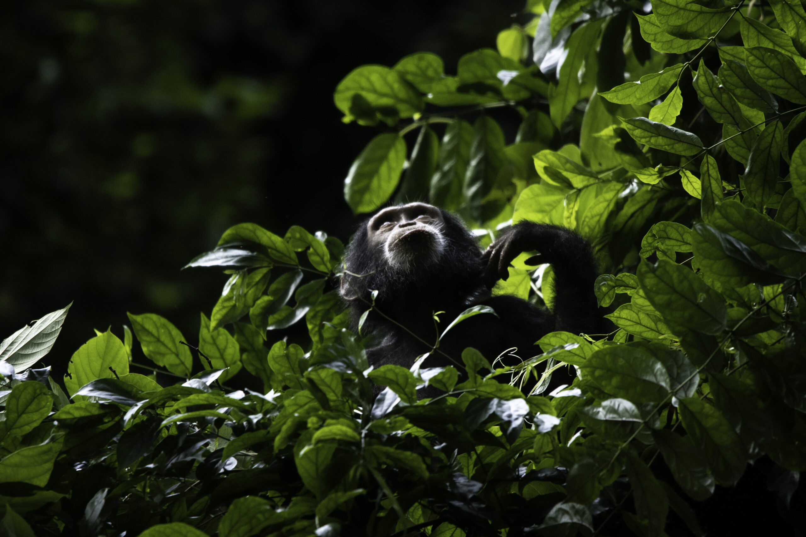 World Wildlife Day 2026: A Unified Global Response to Wildlife Trafficking