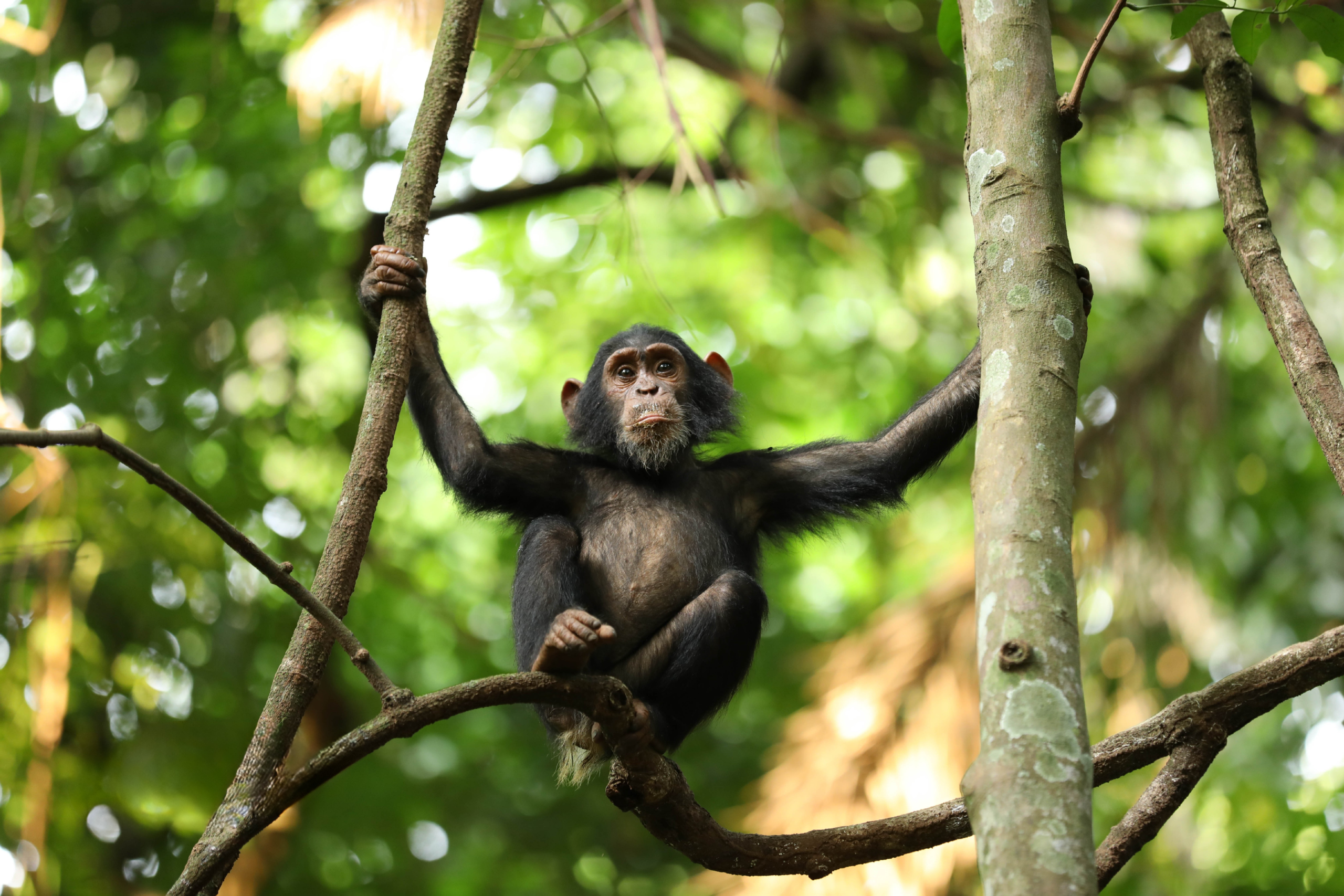 A photo of a baby chimpanzee sitting on a tree branch in the forest.