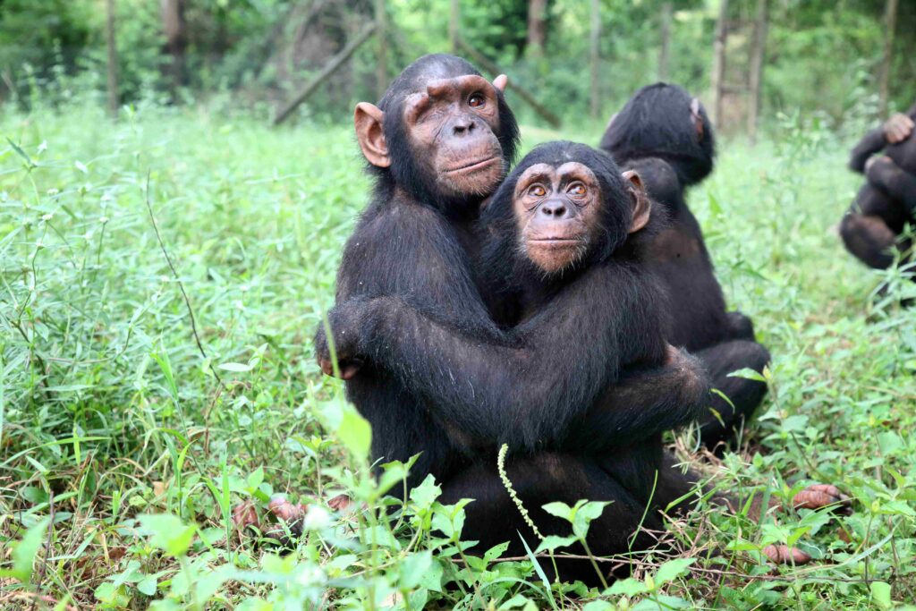Tchimpounga Sanctuary