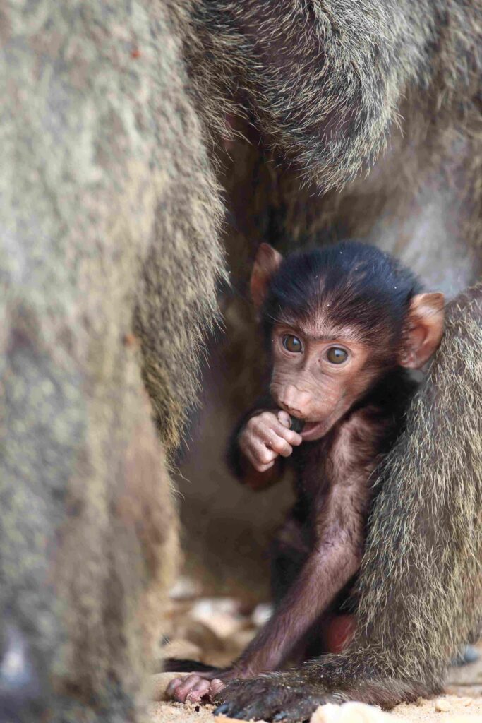 A photo of a baby baboon hiding behind an adult baboon's leg.