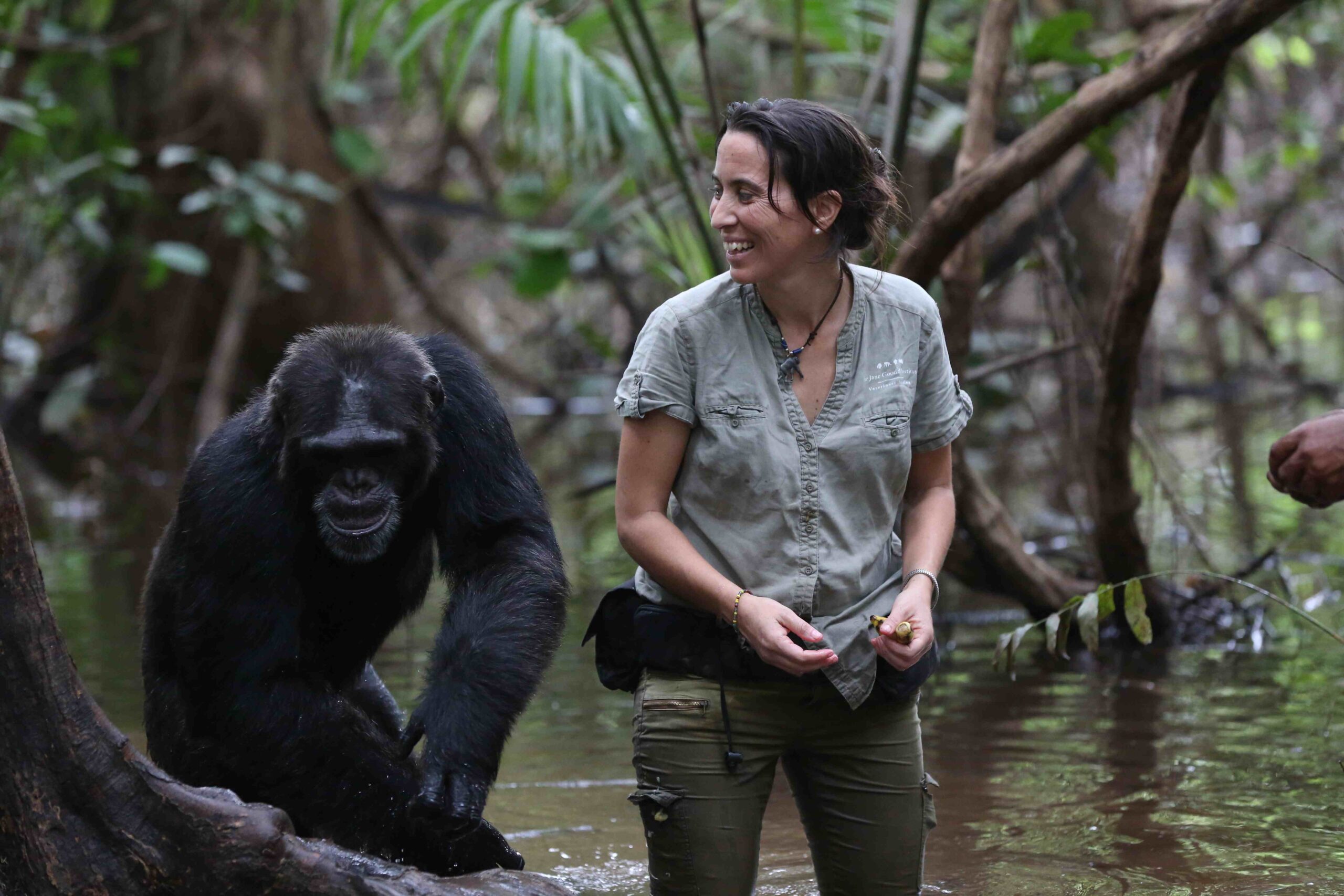 A photo of a middle-aged, feminine person with light skin and brown hair in a bun walking through a flooded forest with an adult chimpanzee.