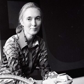 A young woman with a pony tail (Jane Goodall) sat, posing in a dark room.