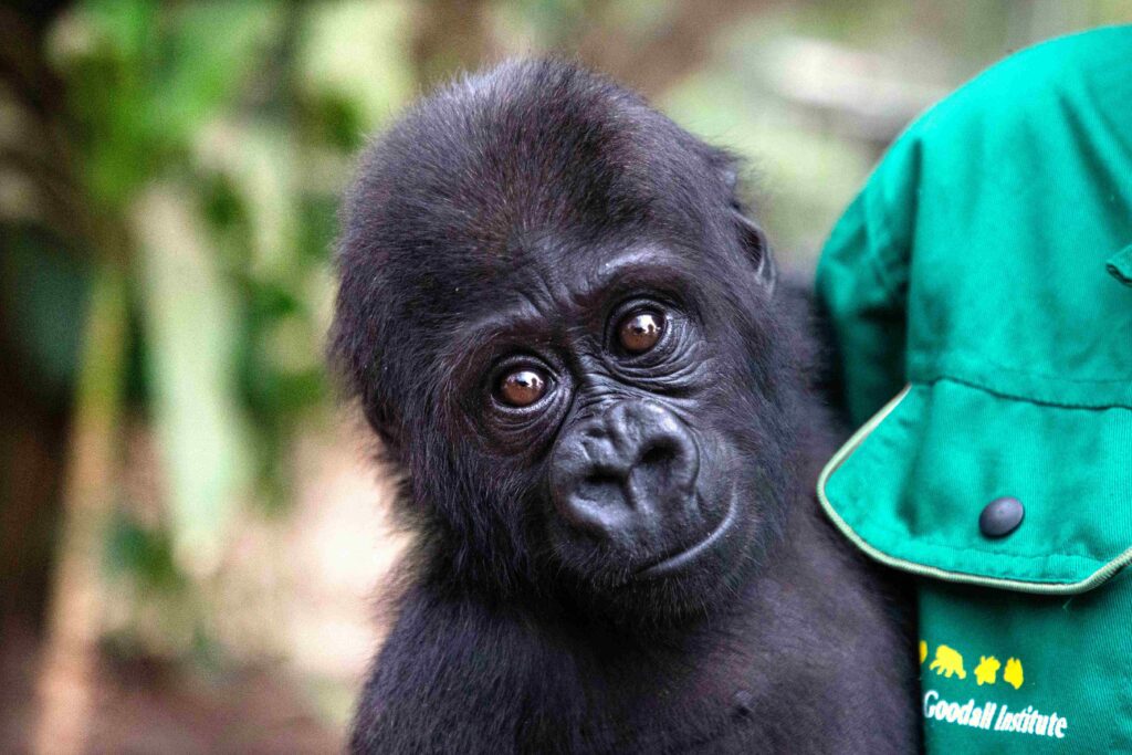 A photo of a baby gorilla being held by a caretaker outside.